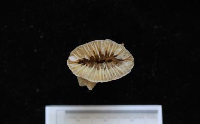 Truncatoflabellum irregulare (Semper, 1872) 不規則截扇珊瑚