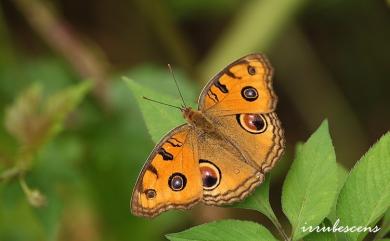 Junonia almana (Linnaeus, 1758) 眼蛺蝶