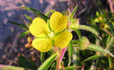 Ludwigia octovalvis (Jacq.) P.H.Raven 水丁香