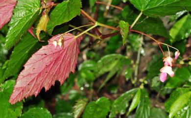 Begonia buimontana 武威山秋海棠