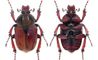 Dicronocephalus wallichii bourgoini Pouillaude, 1914 臺灣角金龜