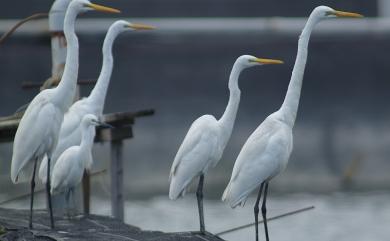 Ardea alba modesta Gray, 1831 大白鷺