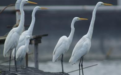 Ardea alba modesta J. E. Gray, 1831 大白鷺