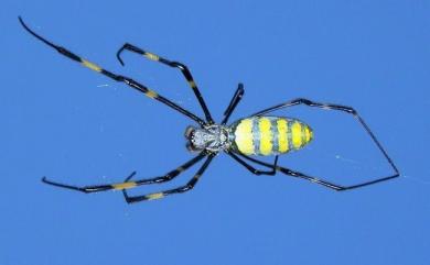 Trichonephila clavata (L. Koch, 1878) 橫帶人面蜘蛛