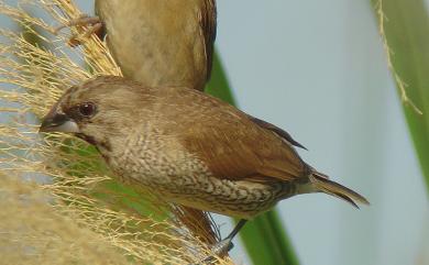 Lonchura punctulata topela 斑文鳥