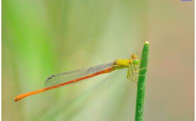 Ceriagrion auranticum ryukyuanum Asahina, 1967 紅腹細蟌