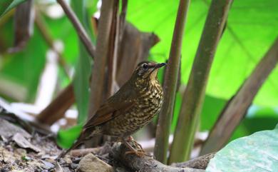 Geokichla sibirica davisoni (Hume, 1877) 白眉地鶇(日本亞種)