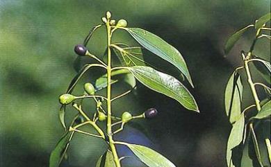 Cinnamomum insularimontanum 臺灣肉桂