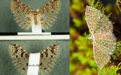 Alucita spilodesma (Meyrick, 1908)