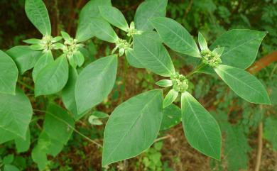 Euphorbia heterophylla L. 白苞猩猩草