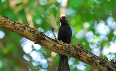 Hypsipetes leucocephalus nigerrimus (Gould, 1863) 紅嘴黑鵯(台灣亞種)