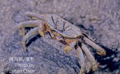 Macrophthalmus banzai Wada & Sakai, 1989 萬歲大眼蟹