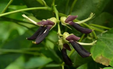 Mucuna pruriens var. utilis (Wall. ex Wight) Baker ex Burck 虎爪豆