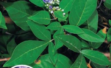 Vitex trifolia 三葉蔓荊