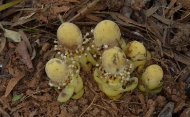 Balanophora fungosa J.R.Forst. & G.Forst. 粗穗蛇菰