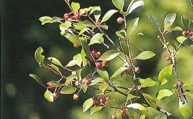 Ternstroemia gymnanthera (Wight & Arn.) Bedd. 厚皮香