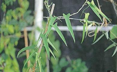 Dioscorea japonica var. japonica Thunb. 1784 薄葉野山藥