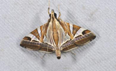 Agrioglypta itysalis Walker, 1859