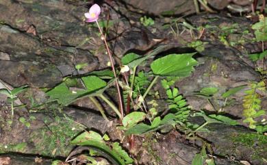 Begonia austrotaiwanensis Y.K.Chen & C.I Peng 南臺灣秋海棠