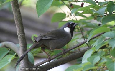 Ianthocincla chinensis (Scopoli, 1786) 黑喉噪眉