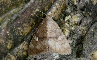 Amyna punctum Fabricius, 1794