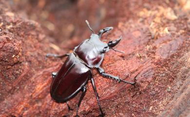 Neolucanus maxinus vendli Dudich, 1923 大圓翅鍬形蟲