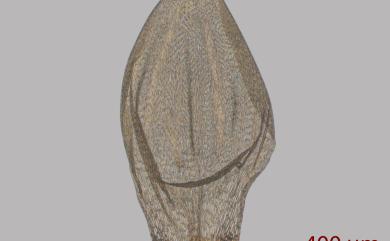 Pleurozium schreberi (Brid.) Mitt., 1869 赤莖苔