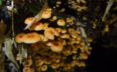 Xeromphalina campanella (Batsch: Fr.) Maire 鈴行乾臍菇
