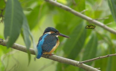 Alcedo atthis bengalensis (Gmelin, 1788) 翠鳥