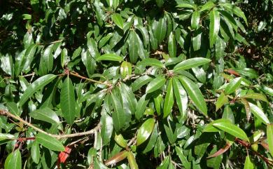 Photinia niitakayamensis Hayata 玉山假沙梨