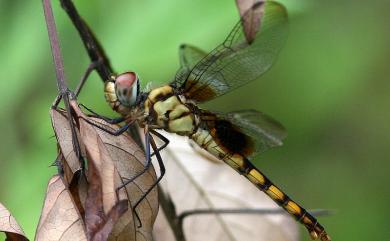 Urothemis signata yiei Asahina, 1972 褐基蜻蜓