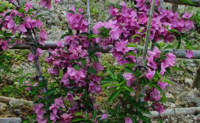 Bougainvillea spectabilis Willd. 九重葛