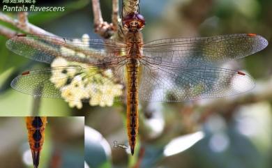 Pantala flavescens Fabricius, 1798 薄翅蜻蜓