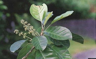 Planchonella duclitan (Blanco) Bakh. f. 蘭嶼山欖