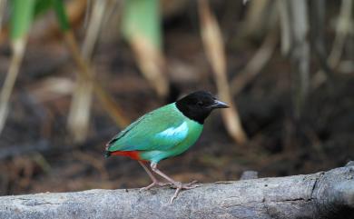 Pitta sordida sordida (Statius Müller, 1776) 綠胸八色鳥