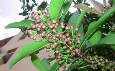 Ardisia squamulosa 春不老