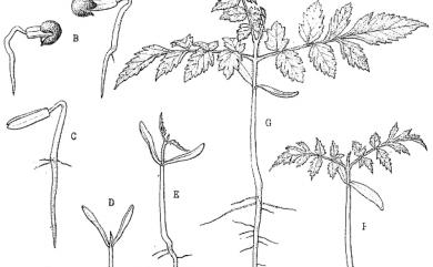 Koelreuteria henryi Dümmer 臺灣欒樹