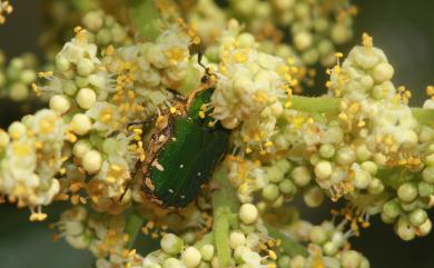 Gametis forticula formosana 臺灣小綠花金龜