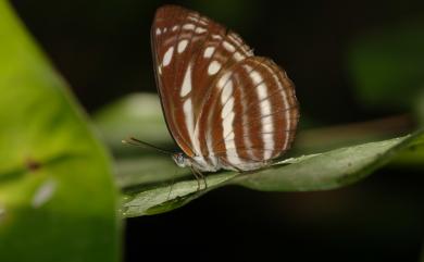 Neptis nata lutatia Fruhstorfer, 1913 細帶環蛺蝶