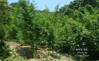 Bambusa oldhamii Munro 綠竹