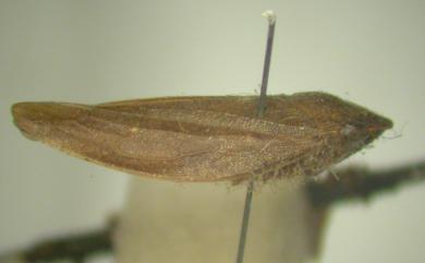Aphrophora nomurella (Matsumura, 1942) 平額狹翅尖胸沫蟬