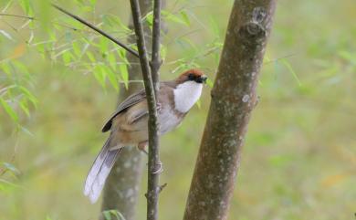 Pterorhinus ruficeps (Gould, 1863) 臺灣白喉噪眉