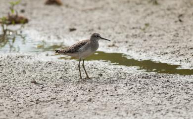 Tringa glareola Linnaeus, 1758 鷹斑鷸