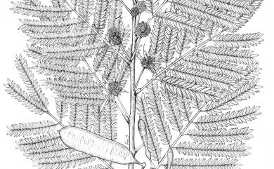 Leucaena leucocephala (Lam.) de Wit 銀合歡