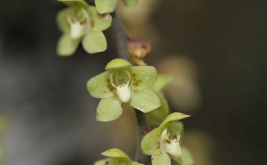 Chiloschista segawae (Masam.) Masam. & Fukuy. 大蜘蛛蘭