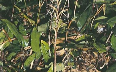 Cryptostylis taiwaniana 蓬萊隱柱蘭