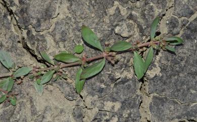 Bergia serrata 倍蕊田繁縷