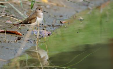 Actitis hypoleucos (Linnaeus, 1758) 磯鷸