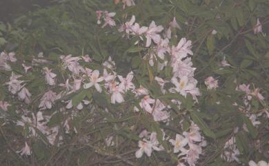 Rhododendron leptosanthum Hayata 西施花