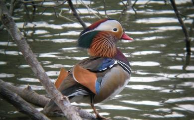 Aix galericulata (Linnaeus, 1758) 鴛鴦